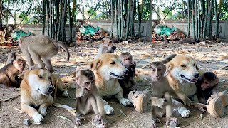 Best Funny play monkeys With friends  Monkeys amp Dog yotubeshorts icy  animals shorts bae3 [upl. by Eedeed]