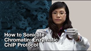 How to sonicate chromatin Enzymatic ChIP protocol  CST Tech Tips [upl. by Brennen]