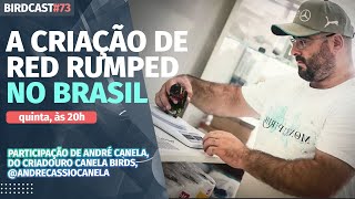 A CRIAÇÃO DE RED RUMPED NO BRASIL 73 [upl. by Nyrmac]