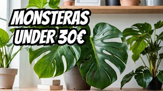 RARE MONSTERAS FOR UNDER 30€ plant haul shorts haul rareplants [upl. by Terrie]