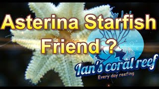 Asterina Starfish Friend or foe [upl. by Nileek614]