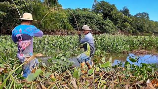 CHEGA SER ASSUSTADOR O TAMANHO DOS PEIXES QUE SAIU NESSA PESCARIA DE TRAÍRA COM VARA DE BAMBU [upl. by Maurer898]