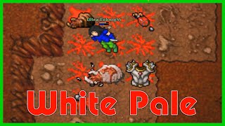 Tibia  White Pale  Boss  Darashia  Loot an Albino Plate [upl. by Akerahs]