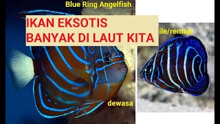 Keindahan dari bawah laut Blue Ring Angelfish from Ancol Pomacanthus annularis [upl. by Gnoc684]