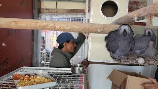 African Grey Parrot Breeding Progress at Our New Breeding Farm [upl. by Eckhardt232]