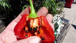 Growing Rocoto Chilli from Seed [upl. by Dorolisa]