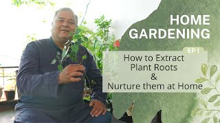 Home Gardening  Ep 1  How to Extract Plant Roots amp Nurture them at Home [upl. by Far]