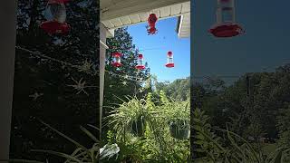 Several hummingbirds feeding mid morning Captured in super slow motion hummingbird [upl. by Keating]