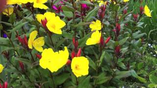 Gillenia trifoliata and Oenothera Summer Sun [upl. by Ahsinotna263]