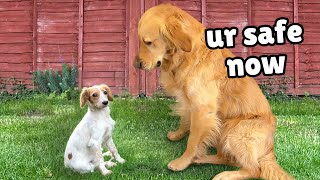 Watch our Golden Retriever Welcome a Rescue Puppy into Our Home [upl. by Kaila]