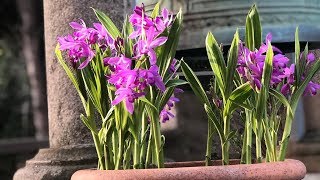 Bletilla striata quotUrn orchidquot  FarmerGracycouk [upl. by Idieh60]