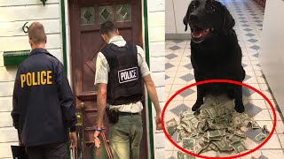 Dog Brings Home Money Every Day  Unexpected Visit from Police Leaves Owner Astonished [upl. by Kinsley]