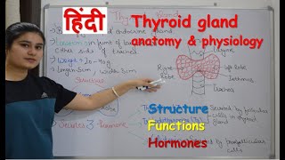 Thyroid gland anatomy amp physiology in Hindi  functions  structure  hormones  parathyroid [upl. by Enyala896]