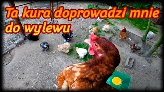 DróbNioski 🐔Tajemnice pięknego trawnika i kura która doprowadzi mnie do wylewu🐓 [upl. by Romaine]