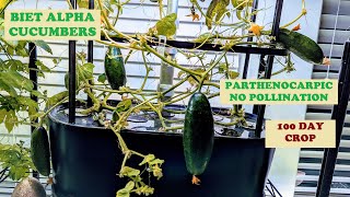 Grow Cucumbers in Aerogarden Bounty Basic Hydroponics BEIT ALPHA Parthenocarpic No pollination [upl. by Ailisec772]