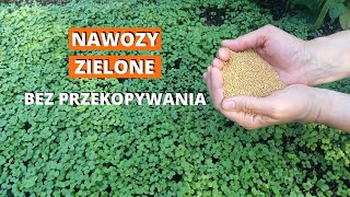 Nawozy zielone jako poplony Jak bez chemii poprawić glebę w ogrodzie [upl. by Kryska]