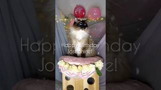 Celebrating my cats birthday birthday cat ragdollcat [upl. by Aziul344]