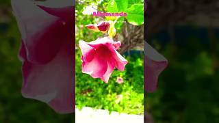 सोन चंपा  Allamanda Flowering season allamanda flower plant [upl. by Gonzalez]