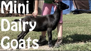 Miniature Dairy Goats  Goat Breed Profile [upl. by Sergio]