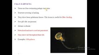 Characteristics of subphylum Urochordata [upl. by Harobed]