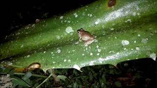 Two calling Pristimantis achatinus males [upl. by Llewen]