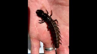 Lotic Macroinvertebrates with Tanya Sulikowski [upl. by Yarled12]