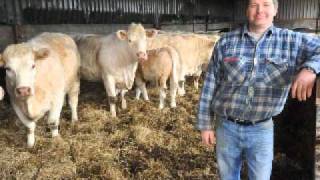 Fertility of Charolais Cattle improved with Tracesure CuI [upl. by Fannie]