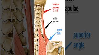 Anatomy Levator Scapula Shorts [upl. by Noira]