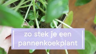 Pannenkoekplant Stekken  Super Groene Vingers [upl. by Pazia469]