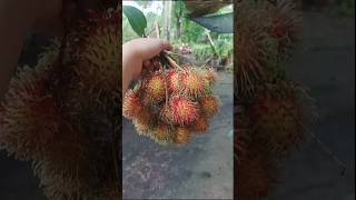 Rambutan fruit fresh from the tree rambutan rambutanfruit fresh province provincelife [upl. by Boswell771]