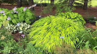 Hakonechloa All Gold [upl. by Trab]