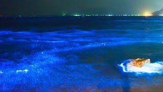 錦江湾に青く光る夜光虫 Noctiluca scintillans in Kagoshima Bay [upl. by Tedi]