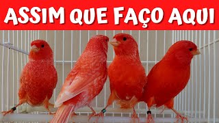 COMO CONSEGUIR UM CANÁRIO VERMELHO INTENSO MAIS BONITO [upl. by Eimmij]