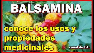 BALSAMINA conoce los usos y propiedades medicinales [upl. by Enileoj]