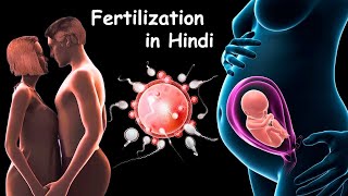 Fertilization  Pregnancy  Baby Delivery [upl. by Windsor888]