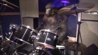 Cadbury Gorilla Advert Animatronic  Cadbury World [upl. by Athelstan]