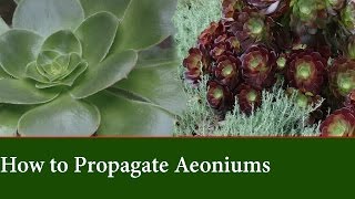 How to Propagate Aeonium from Cuttings [upl. by Rooker]