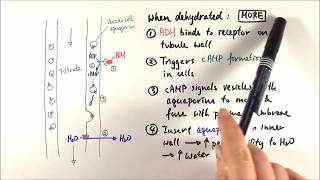 A2 Biology  ADH mechanism OCR A Chapter 156 [upl. by Oranneg317]