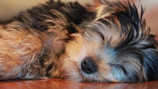 💗🐶 MUSICA para DORMIR perros YORKSHIRE 🐾 SI FUNCIONA 😱 [upl. by Jarvis877]