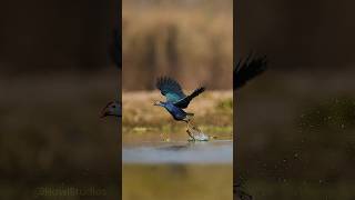 Swamphen Bird Taking off From Water surface Wincent cGKG6 bird wildlife nature [upl. by Duj904]