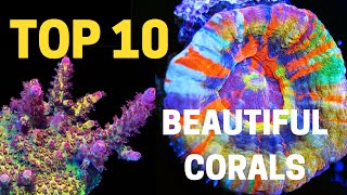 Top 10 most beautiful corals in the reefing hobby [upl. by Tiena]