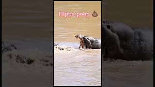 Hippo poop 💩 trnding short viral SRShort360💩⚡ [upl. by Haraf]