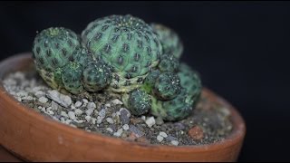 Sulcorebutia rauschii [upl. by Leber]