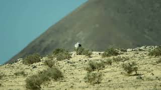 Houbara Bustard displaying Lanzarote [upl. by Einna]