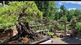 PFM Bonsai Studio Garden Walkthrough [upl. by Yuu]