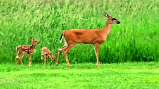 Momma Doe fawns go to the garden Whitetailed Deer herd [upl. by Schwejda]