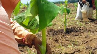 Proyecto Plátano  AGROPECUARIA RAMINSA SA [upl. by Adlesirg]