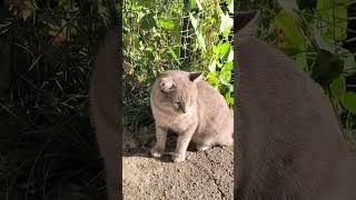 Try not to laugh The life of a funny cat Funniest cats short shorts 226 [upl. by Olocin]