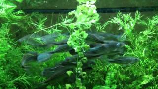 School of Giant Danios [upl. by Lenhart134]