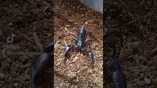 Our female Heterometrus spinifer Asian Forest scorpionanimals nature [upl. by Bayless]